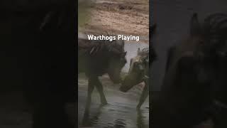 Warthogs Playing
