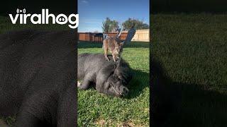 Our Wallaby Loves Hanging With the Pigs  ViralHog