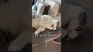 통통 고양이 뱃살 