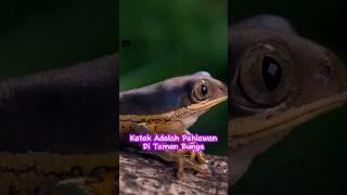 Katak adalah pahlawan di taman bunga #feedshorts #faktaunik #shortvideo #facts #animalshorts