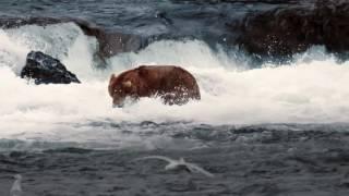 Pearls of the Planet Brown Bears Clip 2 of 4