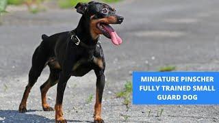 THE MINIATURE PINSCHER - FULLY TRAINED SMALL GUARD DOG