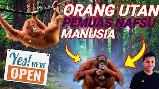 ORANG UTAN BORENEO BUDAK SEX DOCUMENTARY  #orangutan #indonesia #animals