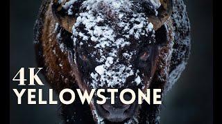 4K Yellowstone National Park Wildlife with Canon R5 Wolf Owl Bison Fox Bighorn Sheep Coyote