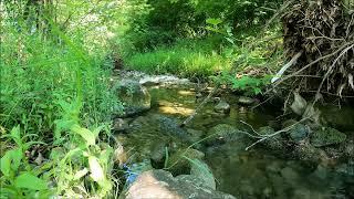 Calm flowing mountain stream. Relaxing water and bird sounds to sleep and focus