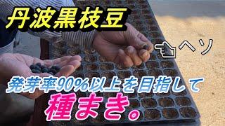 【枝豆の種まき】丹波黒大豆の播種作業をします。いい苗が出来ますように・・・。