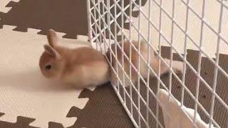 Pet Escape Artists  Funny Pet Video Compilation  The Pet Collective