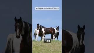  Whats Your Favorite Horse Breed? Share Your Pick 