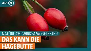 Hagebutte So gesund ist sie wirklich I ARD Gesund