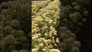 Chrysanthemum beauty