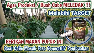 BONGKAR RAHASIA PUPUK TERBAIK UNTUK CABE FASE GENERATIF AGAR BUAHNYA MELIMPAH