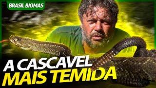 A TEMIDA CASCAVEL DOS PAMPAS  RICHARD RASMUSSEN