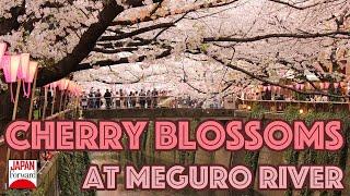 Meguro River Cherry Blossoms Promenade  JAPAN Forward