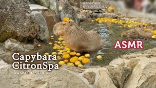 ASMR Guaranteed Sleep●Adorable Capybaras in the Open-Air Citron Bath & Relaxing Lullaby Sleep Music