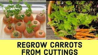 How To Grow Carrots From Cuttings  Grow Carrots Without Seeds  Carrots At Home