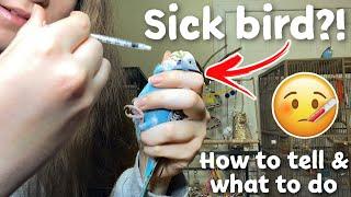 How to Tell if Your Bird is Sick & What to Do  My budgie has a crop infection