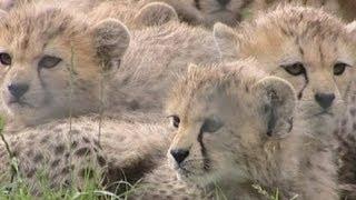 Cute cheetah cubs Seven born at zoo