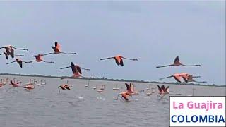 La Guajira I Best Place to Watch Flamingos I Travelling Colombia