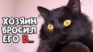 Спасение побитого кота. Котик ищет дом  SANI vlog