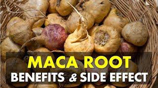 Maca Benefits and Side Effects Maca Root Benefits