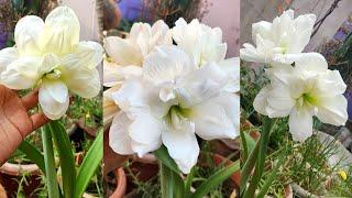 Mini White amaryllis Lily #amaryllis lily #white amaryllis