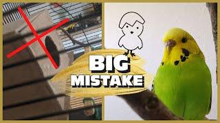 Budgie Breeding Dont Make This Mistake I Did