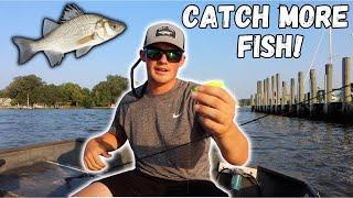 The Best Bait to Catch White Perch Chesapeake Bay Fishing