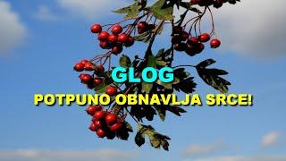 GLOG - POTPUNO OBNAVLJA SRCE