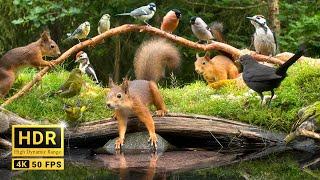 Squirrel and Bird Watching 10 hours Nature Fun for Cats & Dogs & Humans Alike  4K HDR