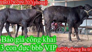 0203Trại bò phong ba tri 2 báo giá công khai tiếp tục nhé cả nhà