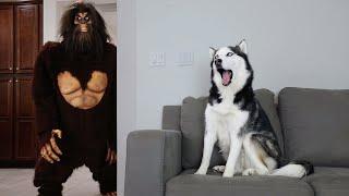 Husky Pranked By Scary Big Foot