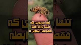 تنها موجودی که حق داره بگه منو فقط برای رابطه میخوان ایشونن ‼