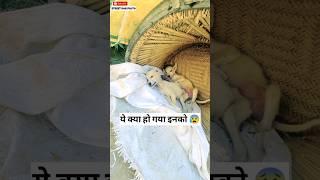 Puppys ko kya ho gya   #116  #shorts #minivlog #dog