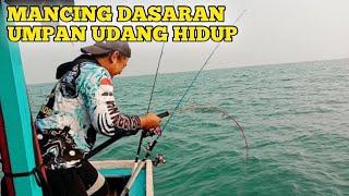 MANCING DASARAN DI LAUT DALAM UMPAN UDANG HIDUP