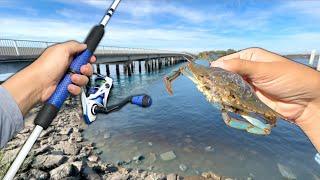Fishing w BLUE CRAB under the BRIDGE DIDNT Expect This