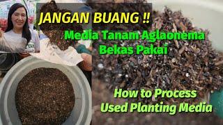 CARA MENGOLAH MEDIA TANAM AGLAONEMA BEKAS PAKAI - How to Process Used Planting Media