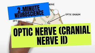 2-Minute Neuroscience Optic Nerve Cranial Nerve II