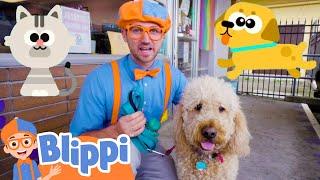 Blippi Cares For Pets At The Animal Shelter  Fun and Educational Videos for Kids