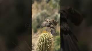  Cactus Killer Parasite In Bird Popo #shorts #mockingbird