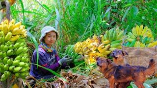 Harvesting Bananas Goes To Market Sell - Make Fried Banana Cake Daily Life Farm  Tieu Lien