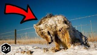 Top 10 Animals Found Frozen In Time And Ice