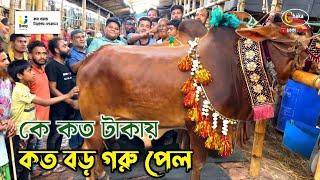 কার গরুর দাম কত? কেমন হয়েছে জানতে ভিডিওটি দেখুন গাবতলী গরুর হাট ২০২৪