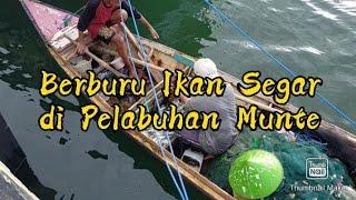 Berburu Ikan Segar di Pelabuhan Munte Luwu Utara