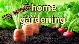 gardening  home gardening growing vegetablesgrowing plants  gardening