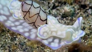 Mesmerising Rare Sea Snail