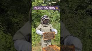 Visit the University Apiary with us  #LboroFamily #bees #apiary