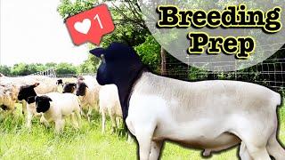 How I Breed My Dorper Sheep In-Season NATURALLY  Breeding Sheep on Pasture Grass