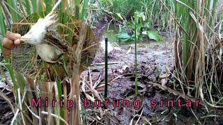 Jerat burung ruak ruak di sawah dapat burung mirip sintar sawah.