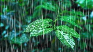 Rainfall on Forest Foliage  Rainstorm Sounds for Sleeping