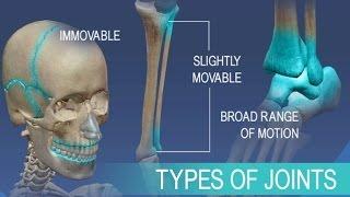 Anatomy and Physiology of Articulations Joints